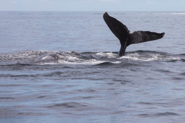 Humpback whales