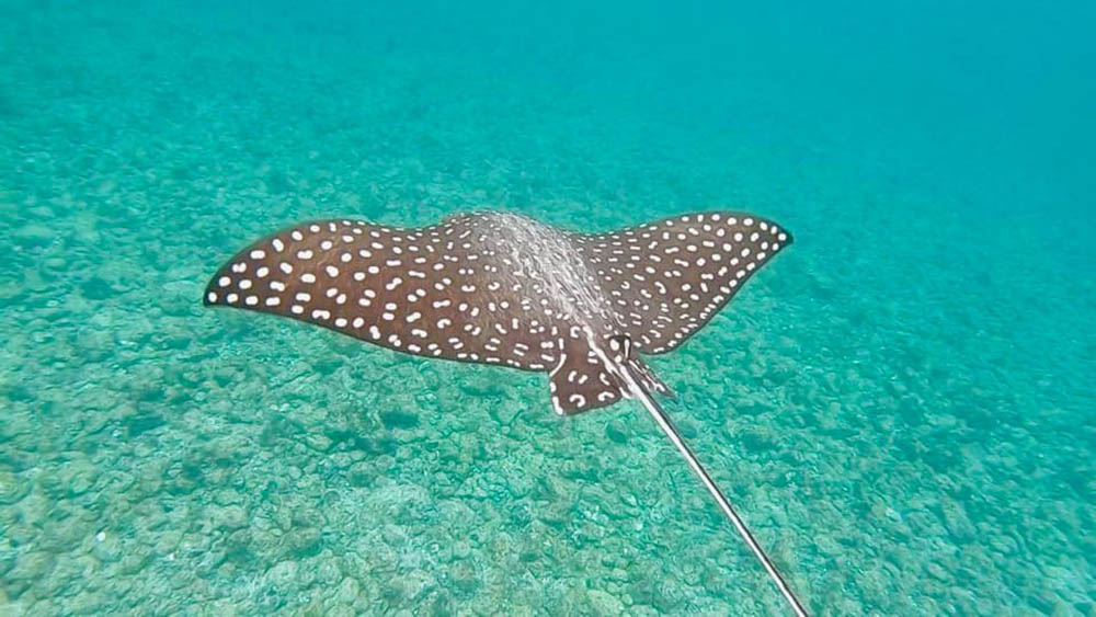 Snorkeling and Eagle Ray